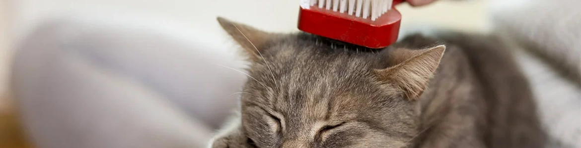 Cat being brushed at home as part of responsible pet care and financing decisions
