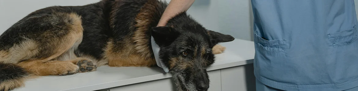 Dog receiving care at a veterinary clinic with help from pet financing loan options