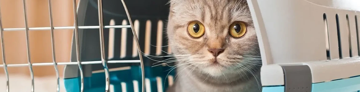 Cat in a pet carrier as owners prepare for veterinary care using pet financing loans.