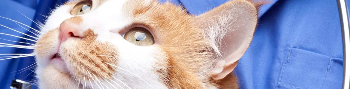 Veterinarian holding a cat during an exam as pet owners manage care costs with pet financing loans